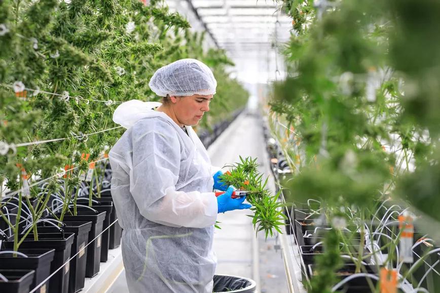 Portugal ya tiene 34 empresas con licencias de cannabis medicinal