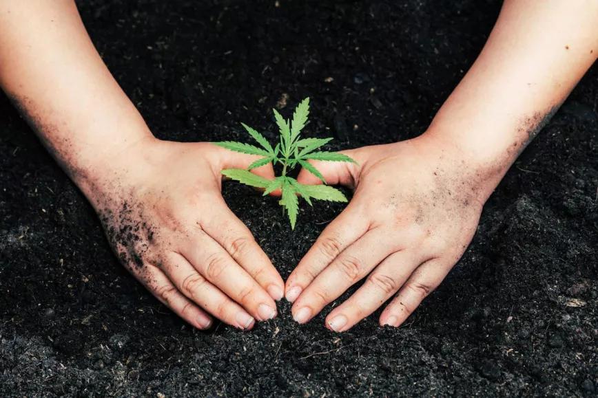 La Suprema Corte de Italia sentencia que el autocultivo de cannabis no es delito