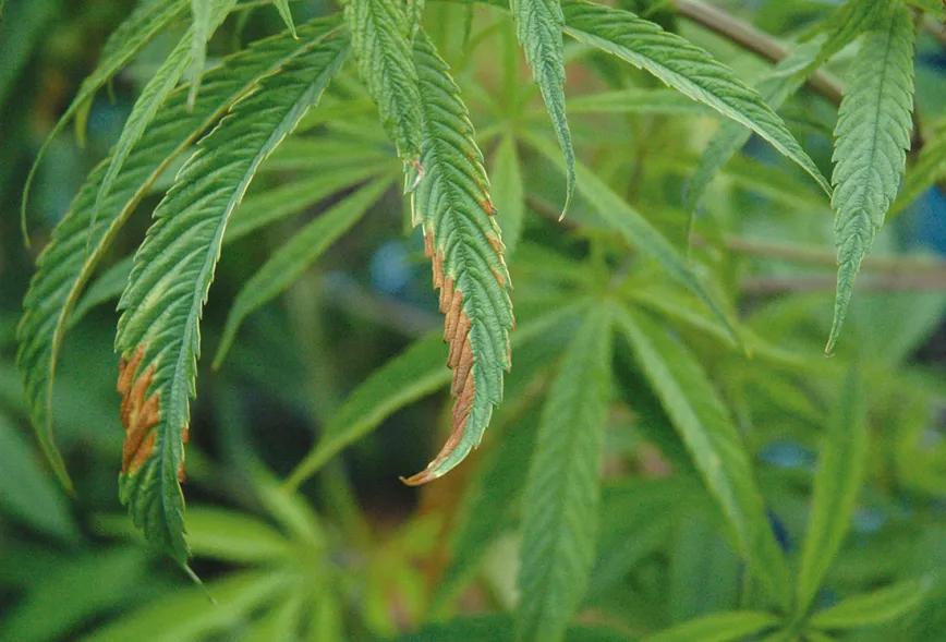 Guía de diagnóstico de carencias y enfermedades