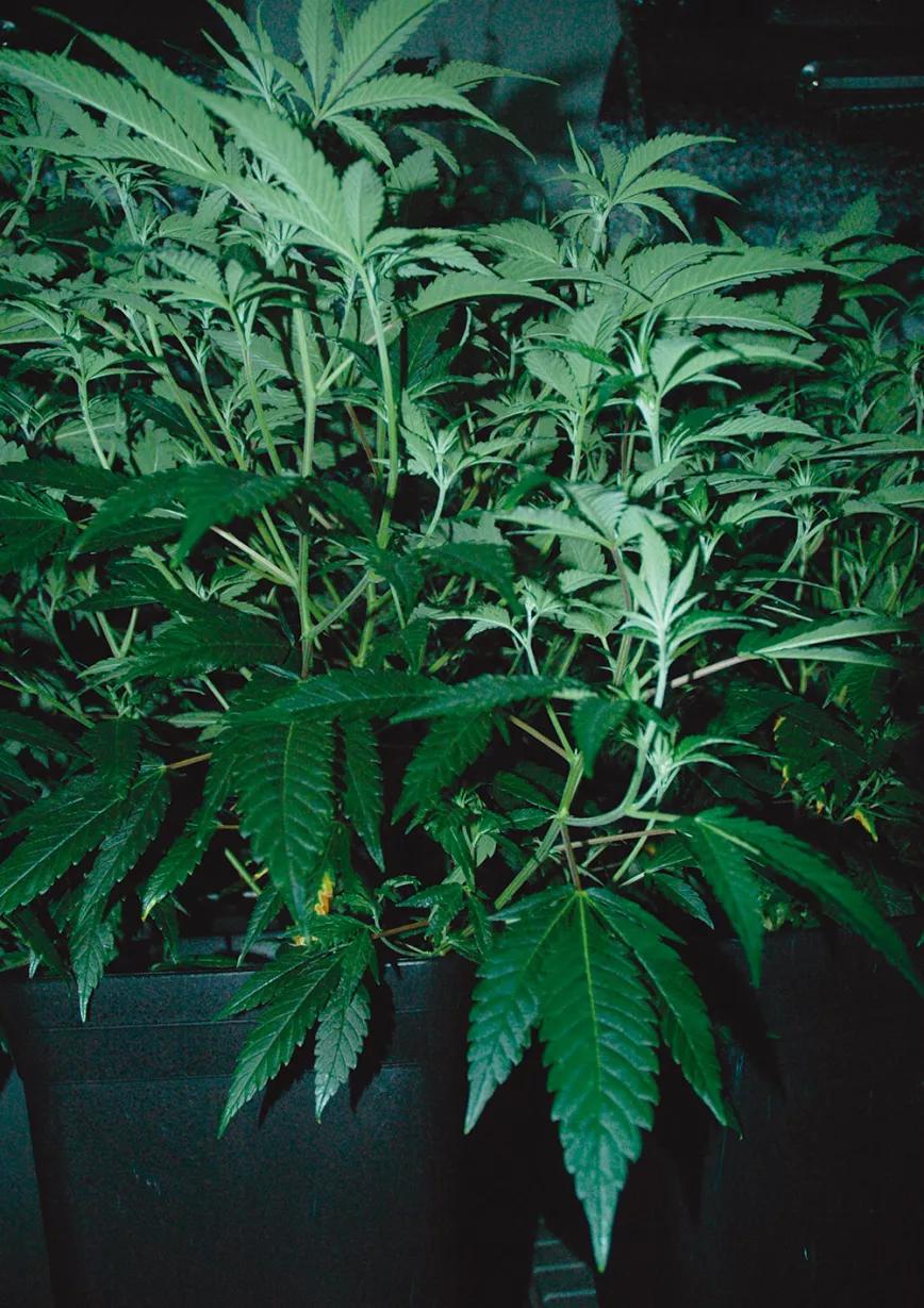 Un ‘indoor’ de bajo mantenimiento