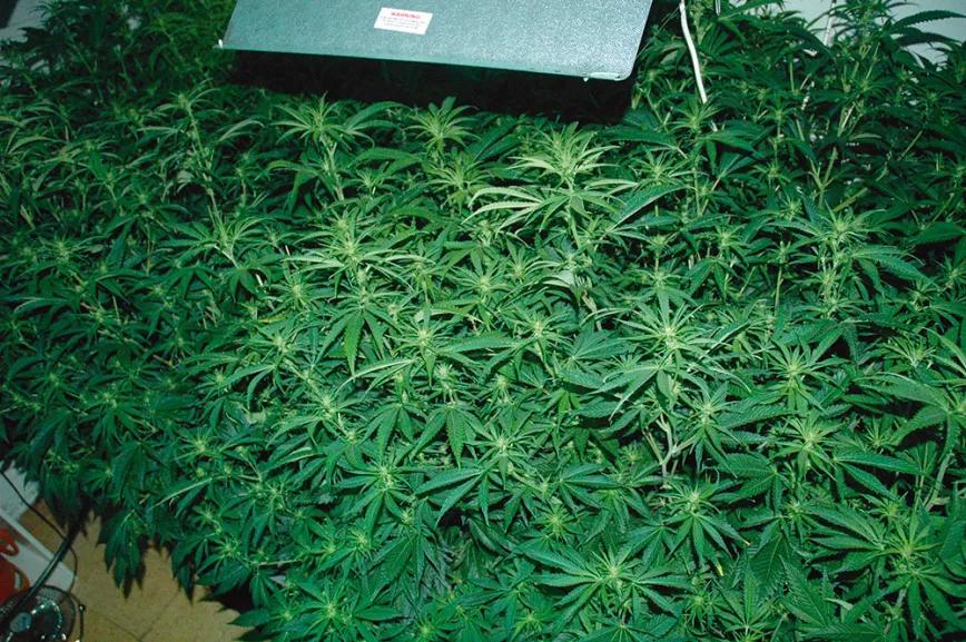 A las dos o tres semanas de floración había ramas por todos sitios, las plantas se estiraban y brotaban cientos de cogollos.
