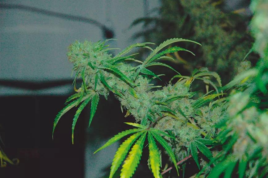 Los días sin abono al final de la floración provocan el amarilleamiento de las hojas más grandes.