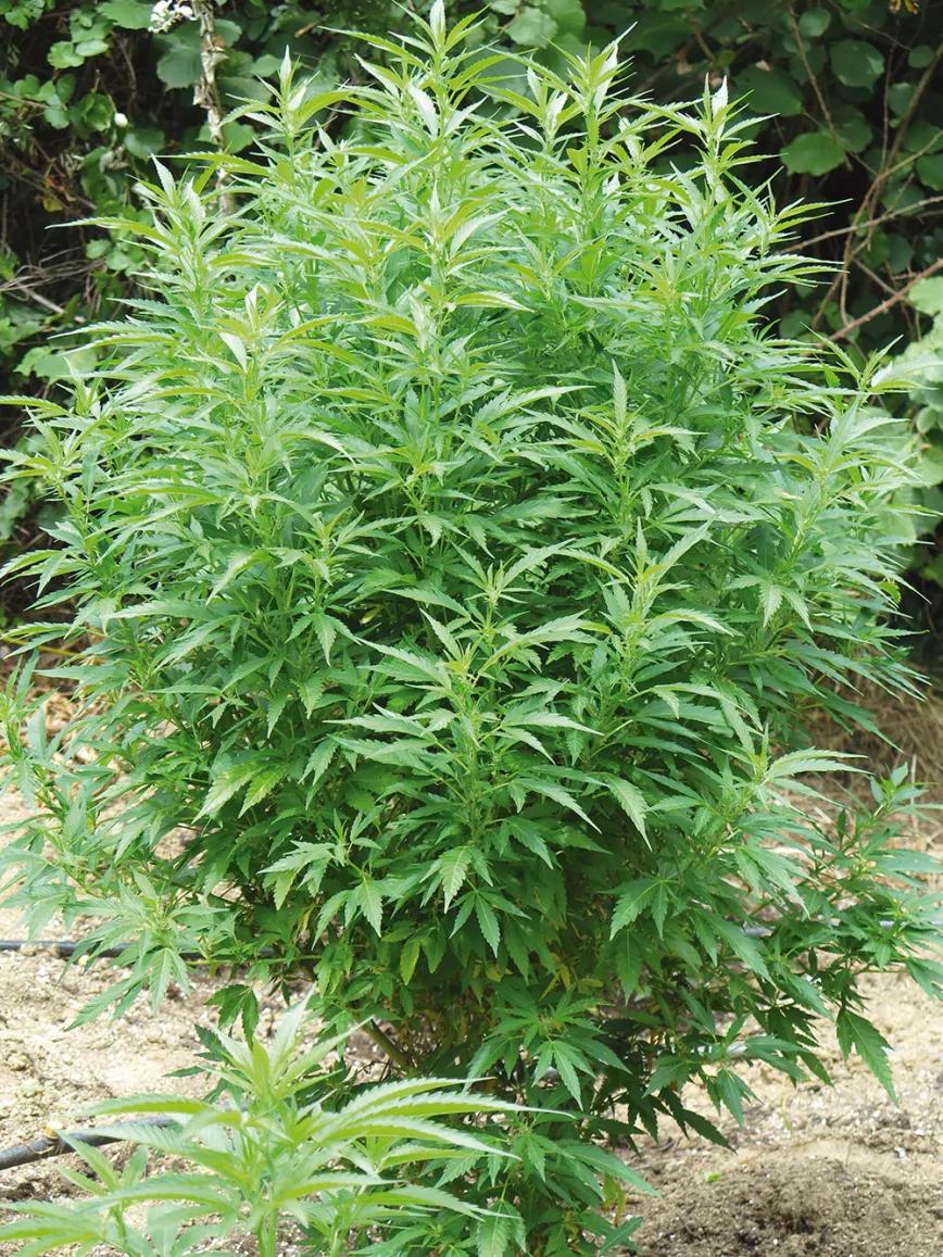 Esta planta tiene demasiada densidad de ramas para florecer bien: un entresacado de las más débiles le permitirá concentrarse en desarrollar buenos cogollos.