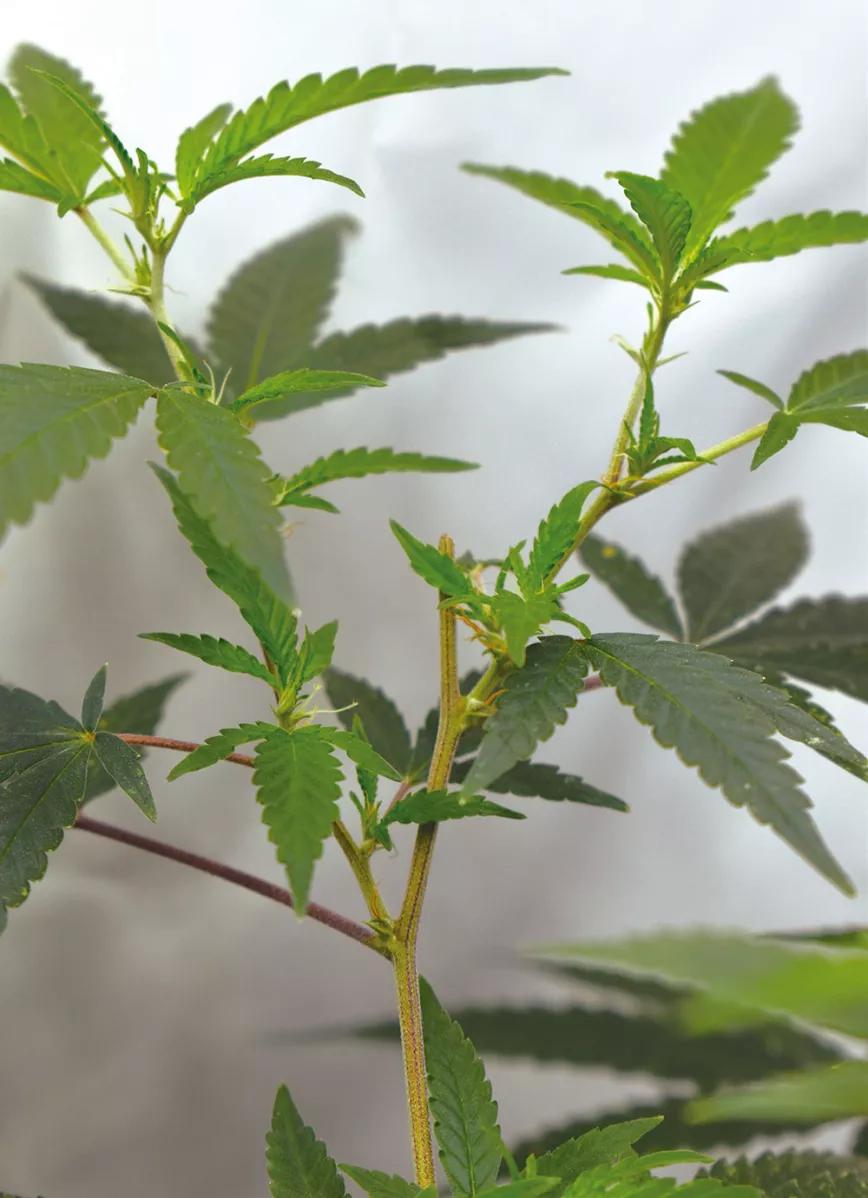El despunte de las plantas estimula la aparición de nuevas ramas y cambia la estructura de crecimiento adaptándola mejor al cultivo de interior.