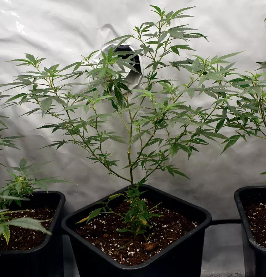 La estructura de candelabro de esta planta madre se consiguió con sucesivos despuntes y dará fácilmente veinte esquejes cada tres semanas.
