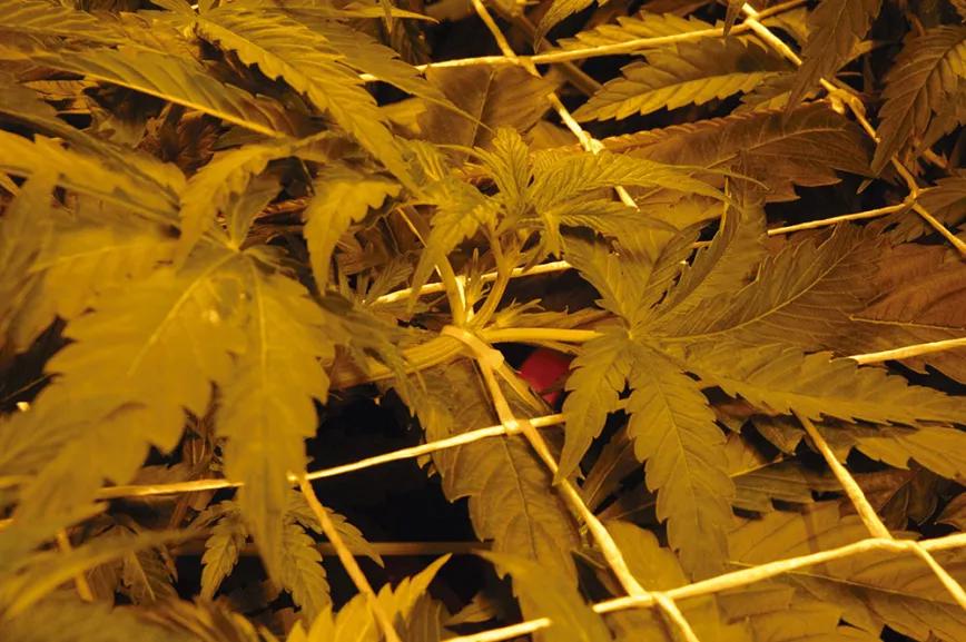 Las puntas de crecimiento se enredan en la malla de este cultivo scrog para que todos los cogollos crezcan a la misma altura.