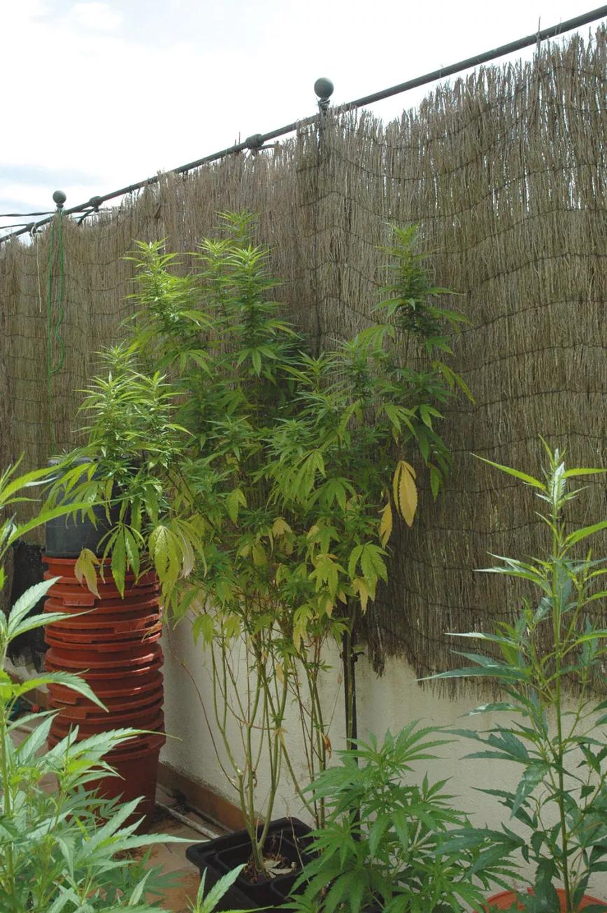 El domador de plantas: ocho técnicas para dominar el desarrollo