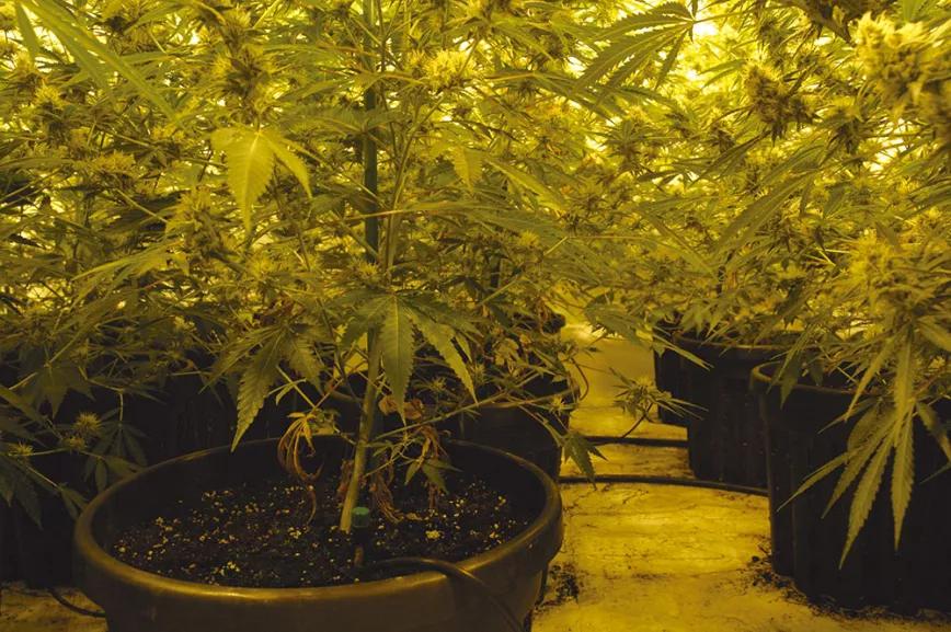 Las ramas bajas de esta planta están muy poco desarrolladas por falta de luz y cosecharlas dará mucho trabajo y poca producción.