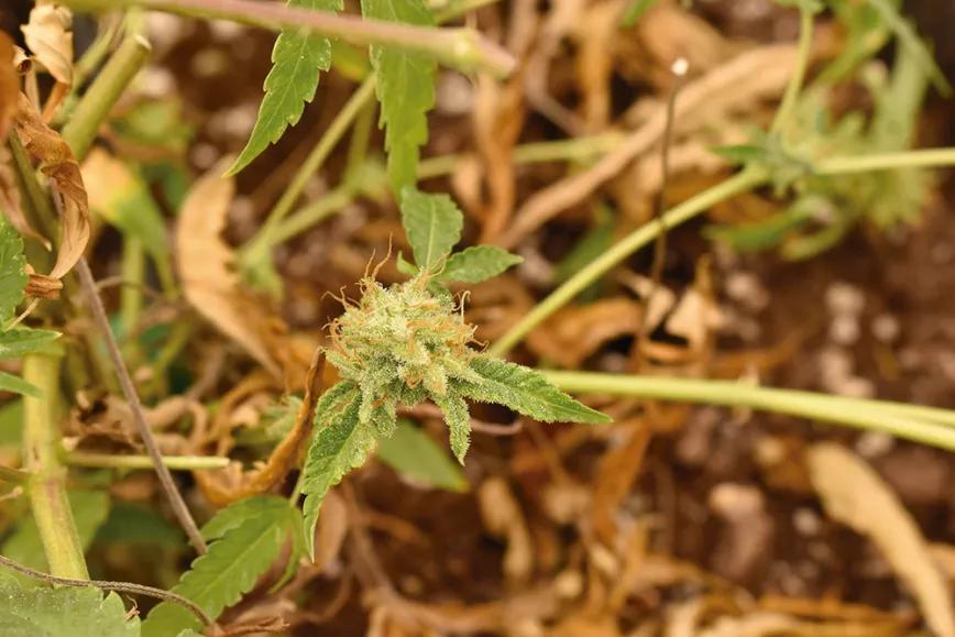 En esta planta, en cambio, los cogollos más bajos, aun siendo pequeños, han recibido suficiente luz como para llenarse completamente de resina.