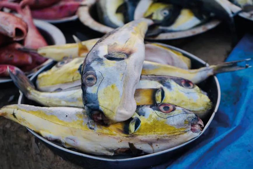 Pescados por identificar pero que, curiosamente, saben a pollo.