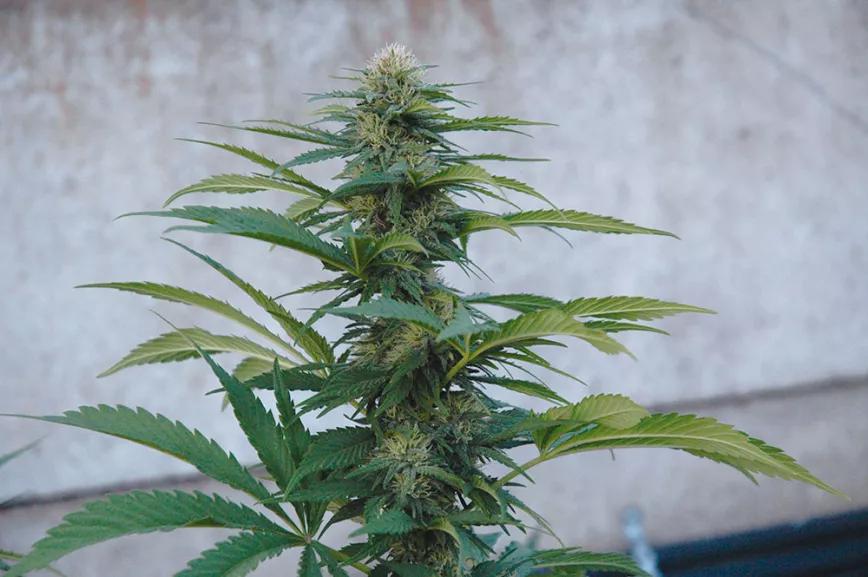 Hay miles de variedades de cannabis a la venta: leeremos, preguntaremos, compararemos y, después, escogeremos.