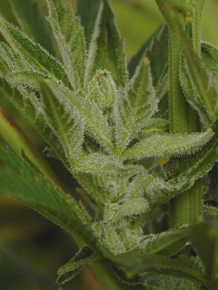 Las sativas tienen una psicoactividad muy divertida que gusta mucho a los cultivadores.