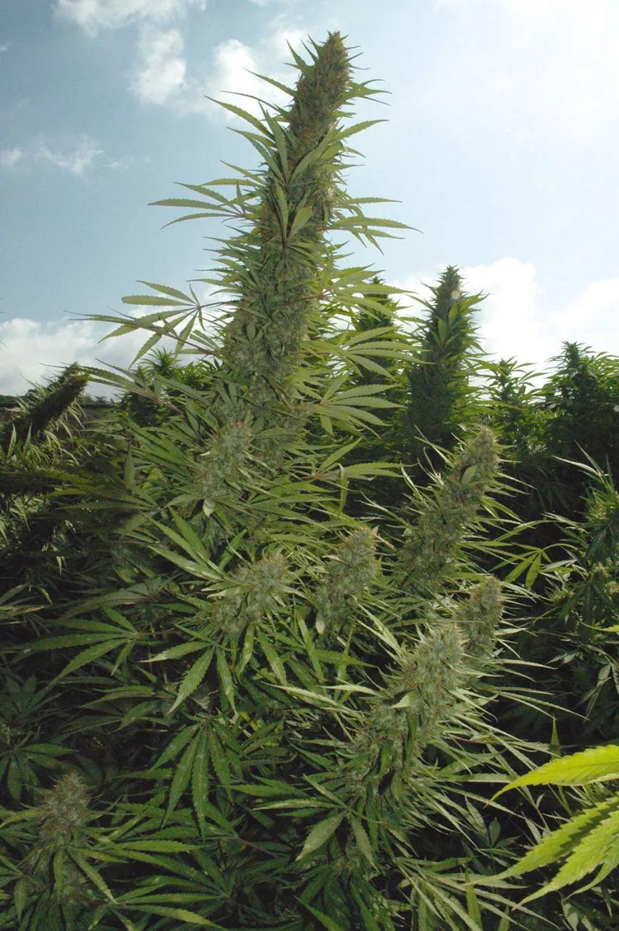 No hay que plantar sativas de floración tardía en regiones donde el frío llega pronto.