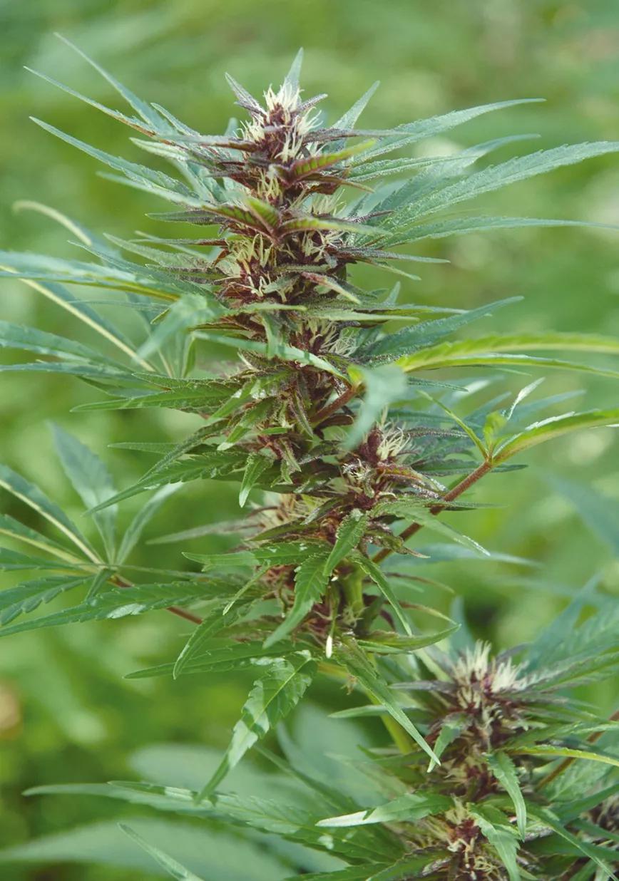 Creo que el cultivo orgánico favorece que las plantas muestren sus características más personales.