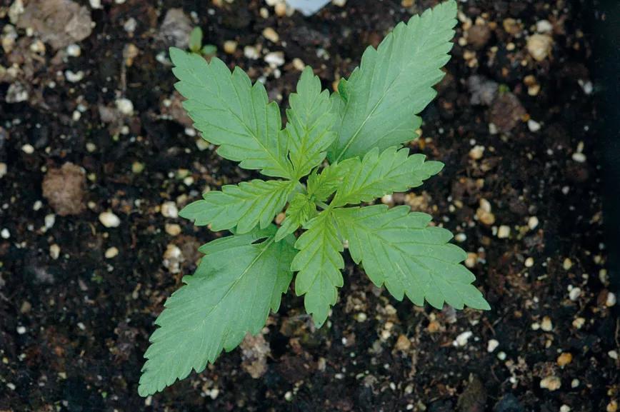 El abonado orgánico es mucho más delicado con las raíces y el riesgo de quemarlas es mínimo.