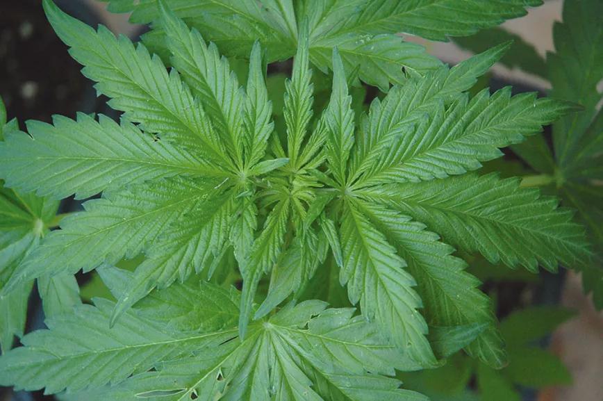 Esta planta puede crecer en un sustrato orgánico muy rico en nutrientes sin quemarse porque están ligados a la materia orgánica y no están libres.