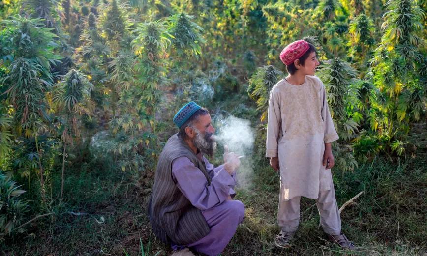 Afganistán prohíbe el cultivo de cannabis y cáñamo