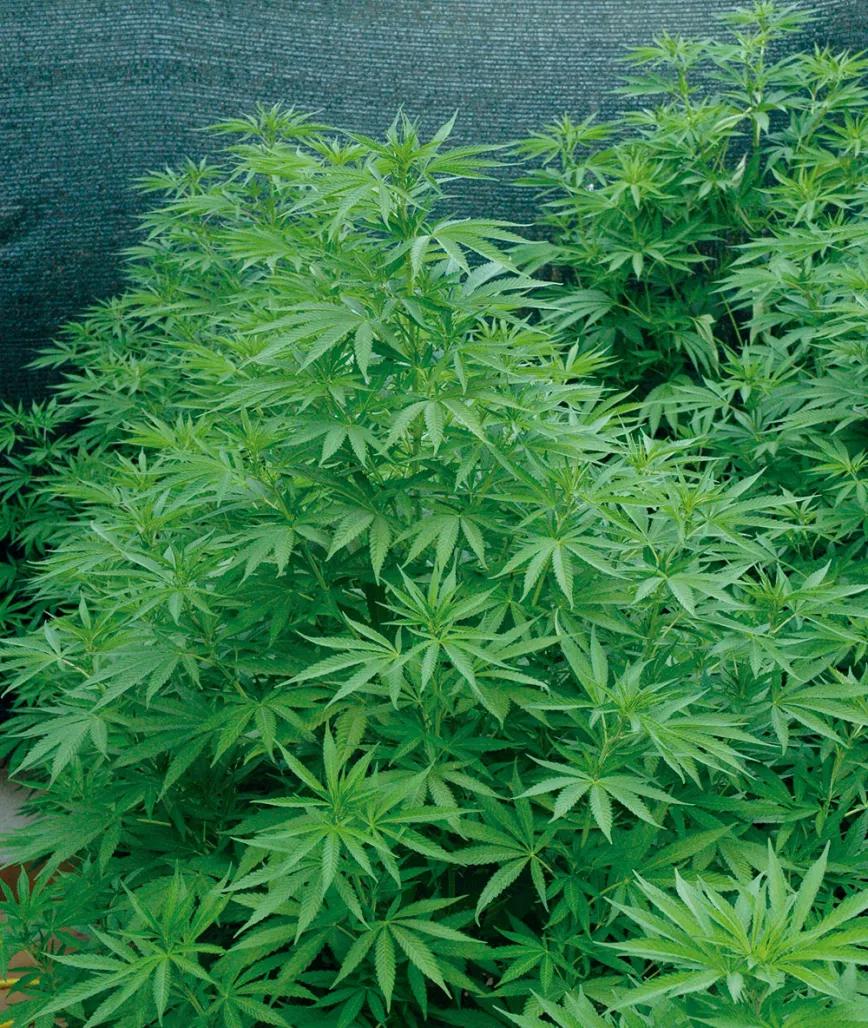 Al final de la fase de crecimiento, justo antes de empezar a florecer, estas plantas son enormes.