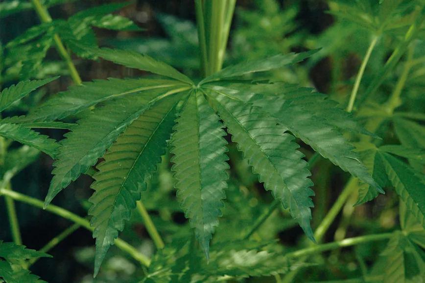Las hojas de muchos foliolos suelen indicar una planta sana y bien evolucionada, que ha pasado una fase de crecimiento larga y provechosa.