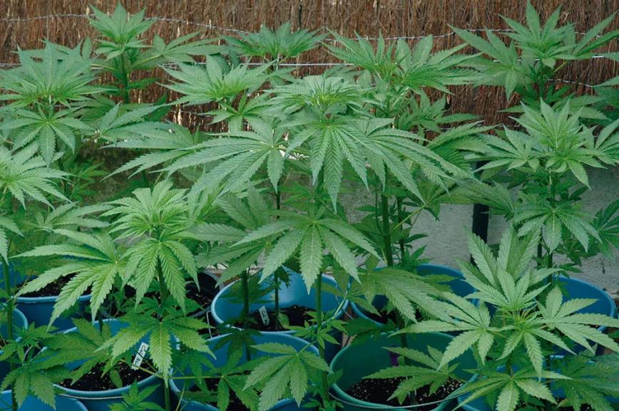 Estas plantas están demasiado juntas entre sí, lo que provoca un estiramiento del espacio entre nudos en busca de la luz; hay que separarlas más.