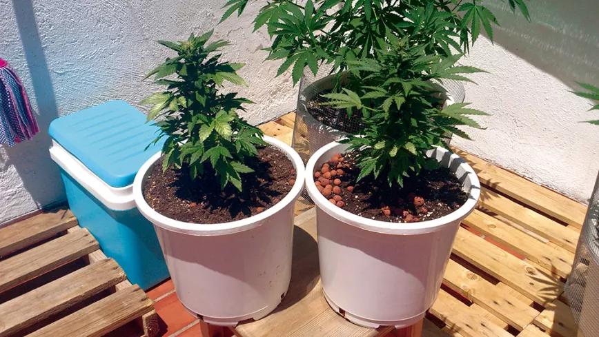 Las macetas blancas colocadas encima de palés se recalientan mucho menos que el suelo de la terraza en la que crecen.