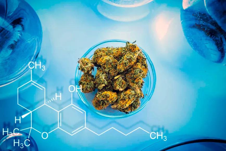 La mayoría de la marihuana canadiense tiene entre un 18-24% de THC 