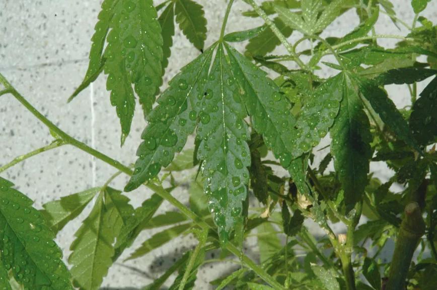 La técnica de la fertilización foliar: abono en pulverización
