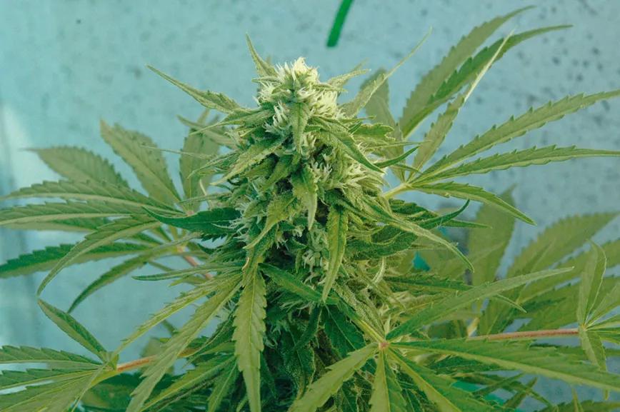 La técnica de la fertilización foliar: abono en pulverización