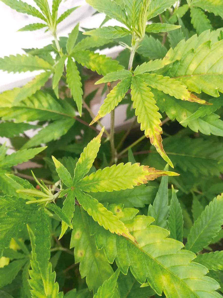 La técnica de la fertilización foliar: abono en pulverización