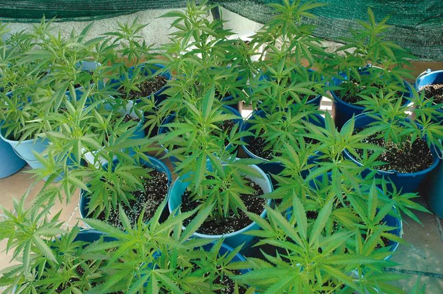 La técnica de la fertilización foliar: abono en pulverización