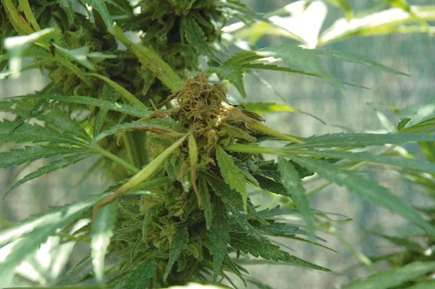 La técnica de la fertilización foliar: abono en pulverización