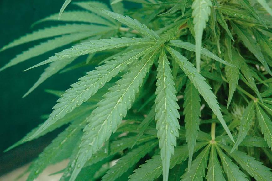 La técnica de la fertilización foliar: abono en pulverización