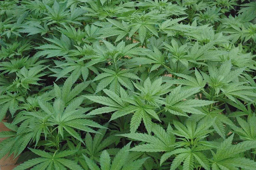 La técnica de la fertilización foliar: abono en pulverización