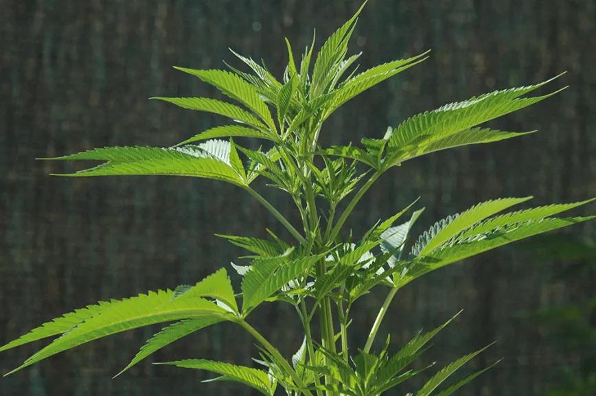 Este es el aspecto de una planta sana al sol: las hojas se abren a la luz para captar toda la energía posible.