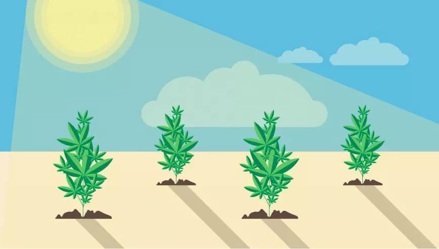 Sacar sativas a exterior para acelerar la floración