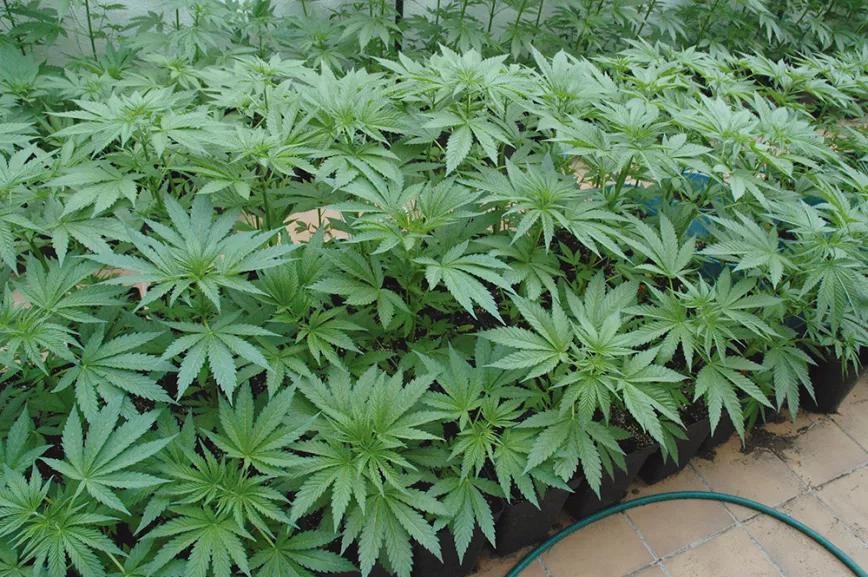 Esta alta densidad de cultivo puede conducir fácilmente a la proliferación de plagas, que no tendrán ningún problema en saltar de planta en planta.