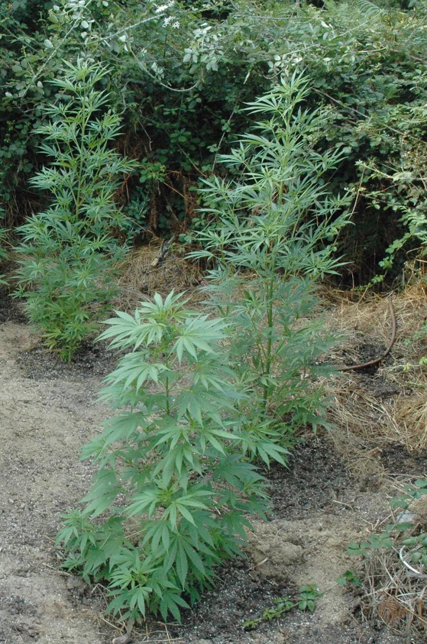 Eliminando las ramas bajas de las plantas sembradas en el suelo, se reduce el riesgo de que hongos y otras plantas suban desde el suelo.