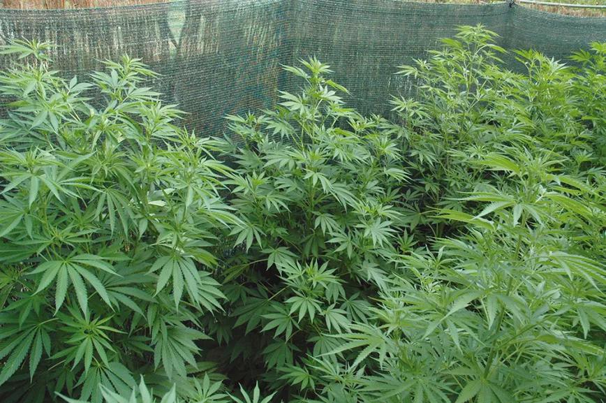 Las zonas bajas de estas plantas permanecen en sombra casi todo el tiempo, en un ambiente más húmedo y menos ventilado, que favorece la presencia de moscas blancas y oídio.