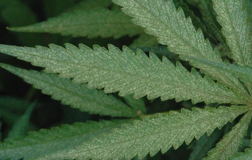 Esta hoja muestra los signos clásicos de una infestación por araña roja: una gran cantidad de puntos amarillentos donde las arañas han mordido la hoja.