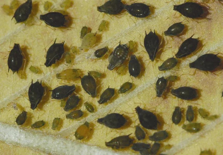 Pulgones, adultos y crías, en la cara inferior de una hoja.