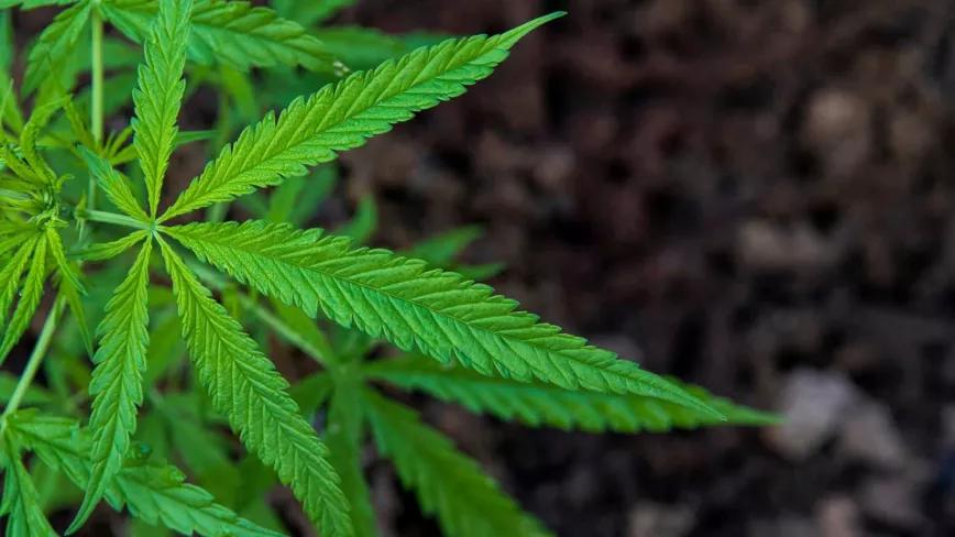 La Audiencia de Tenerife absuelve a un autocultivador de cannabis 