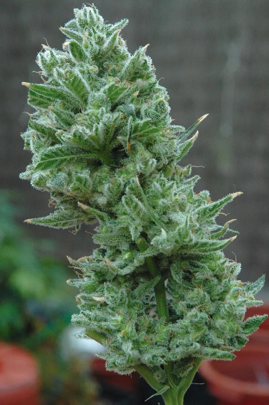 Cogollo natural, sin PGR, ya manicurado y completamente recubierto de glándulas de resina.