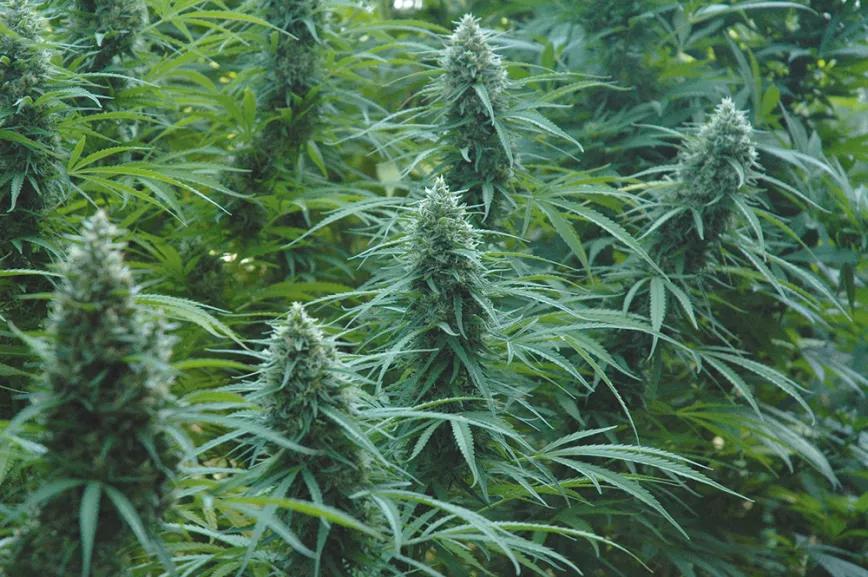 Cogollos como estos solo se consiguen si las plantas están sanas, la genética es buena y hay mucho sol.