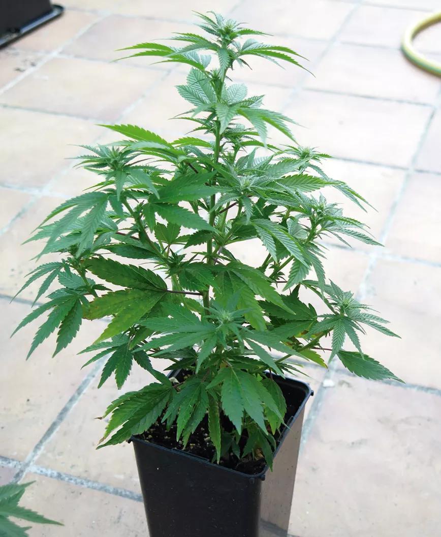 Una planta sin despuntar tiene forma de abeto, con un cogollo principal rodeado de varios secundarios.