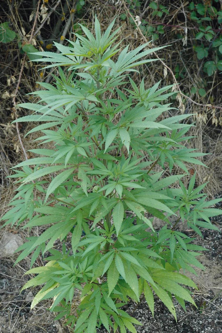Las hojas y ramas bajas amarillean porque no reciben demasiado sol: eliminarlas permite que la energía se dedique a los cogollos superiores.