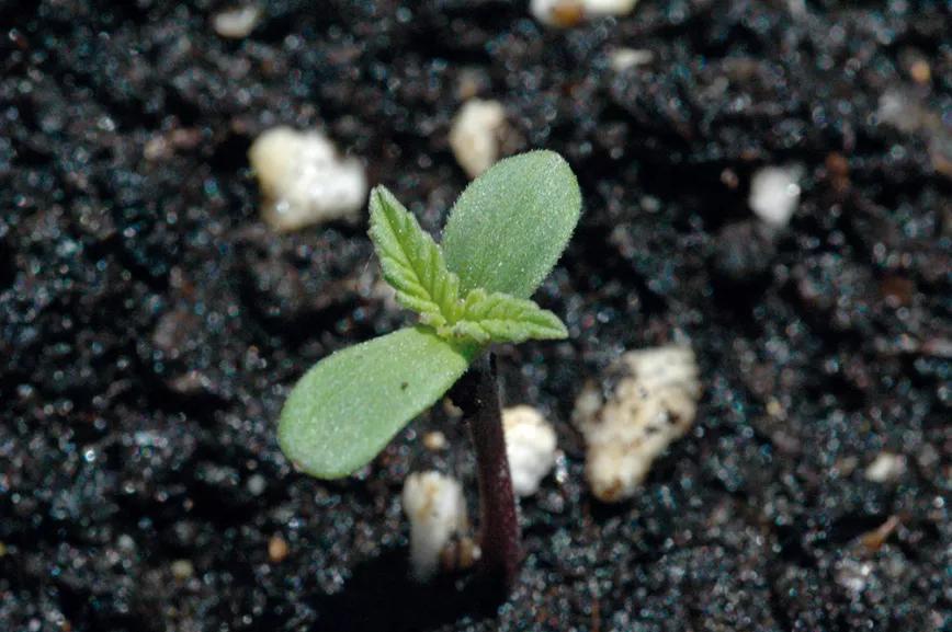 Cuidaremos las plantas desde la germinación: un buen comienzo es la mejor garantía de una buena producción.