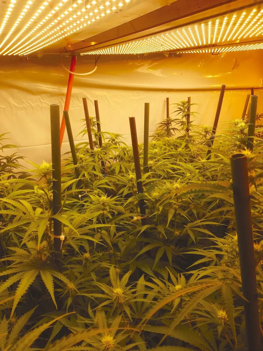 Calor y cultivo interior: cómo gestionar el verano