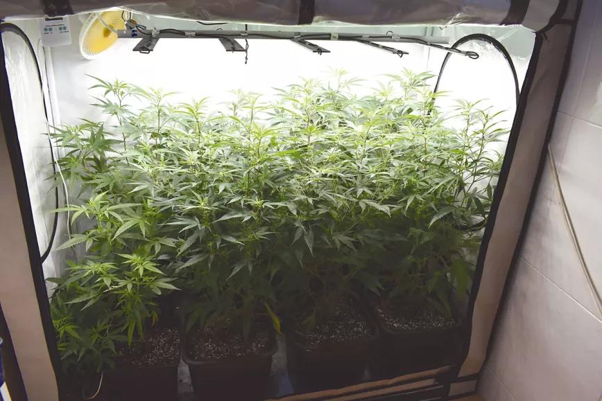 Calor y cultivo interior: cómo gestionar el verano