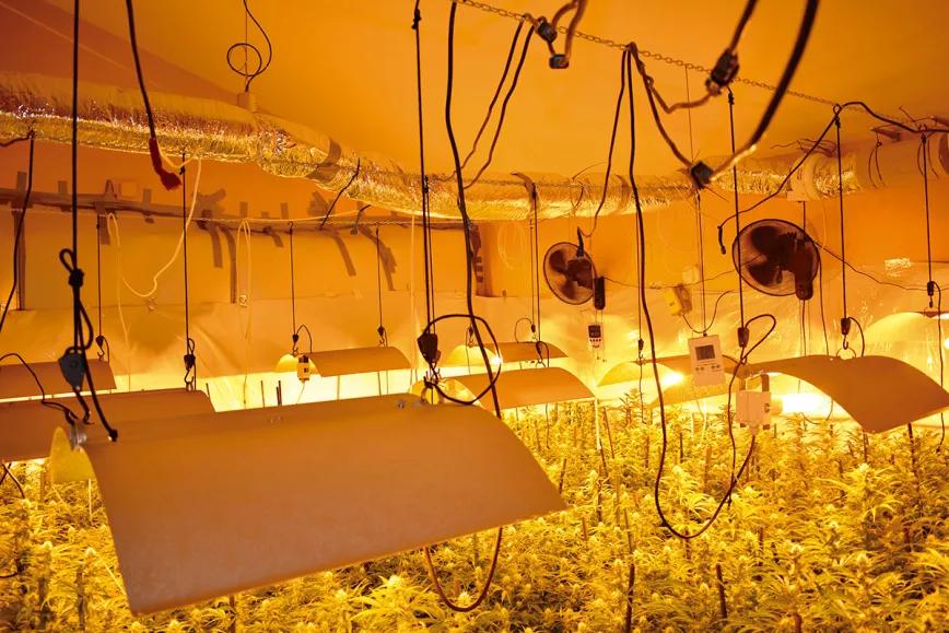 Calor y cultivo interior: cómo gestionar el verano