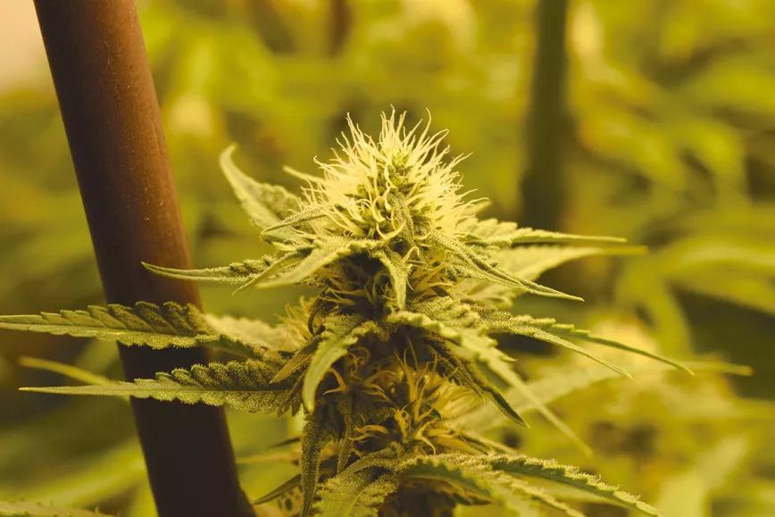 Calor y cultivo interior: cómo gestionar el verano 